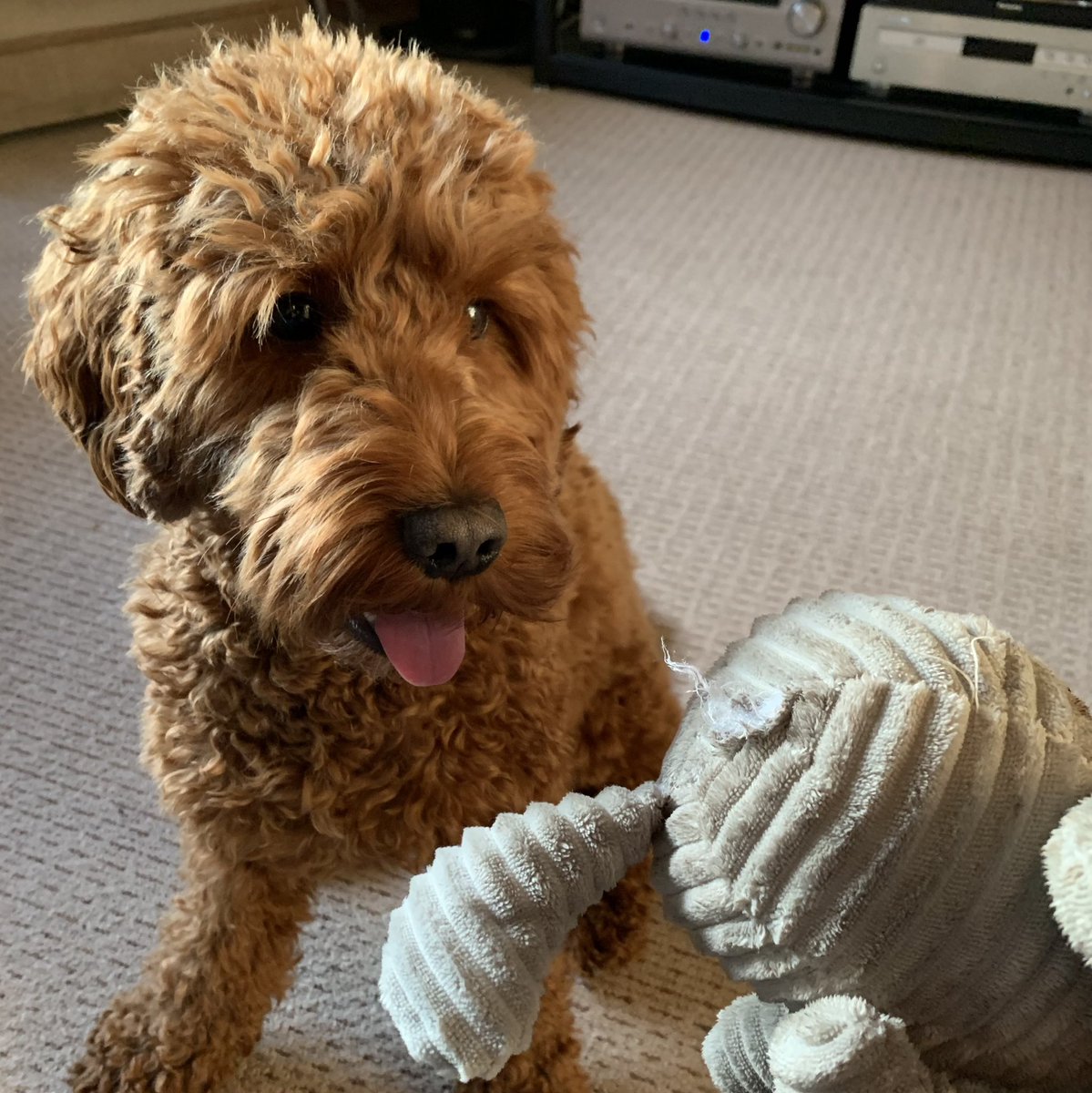 CockapooDaisy's tweet image. Happy tongue out Tuesday, this elephant only ever had one leg, nothing happens here!