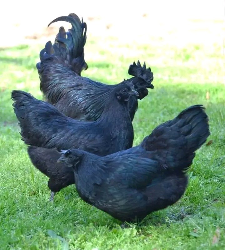Some people will blame this chicken now for not using Caro white!