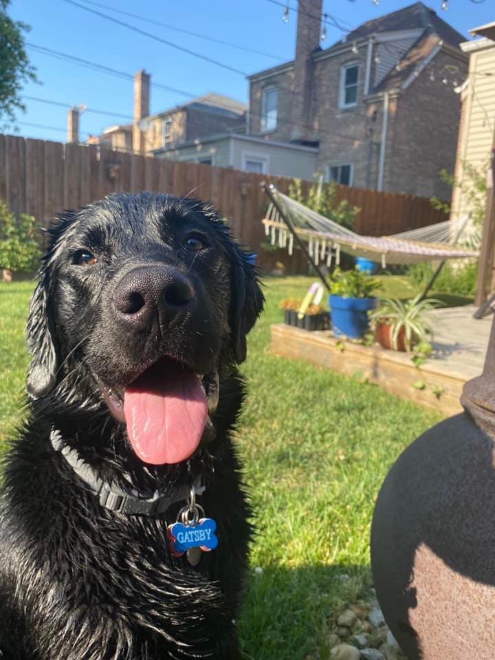 PGIdogs's tweet photo. Gatsby is SO ready for warm weather? Are you ☀️🕶️
#servicesdogsintraining #pgidogs #dogs #servicedogs #servicedogsofinstagram #dogsofpeoria #pgi https://t.co/aCLGdFX1Yl