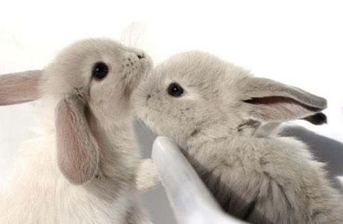 piinkibun's tweet photo. buns in love https://t.co/GLVXuJxp0E