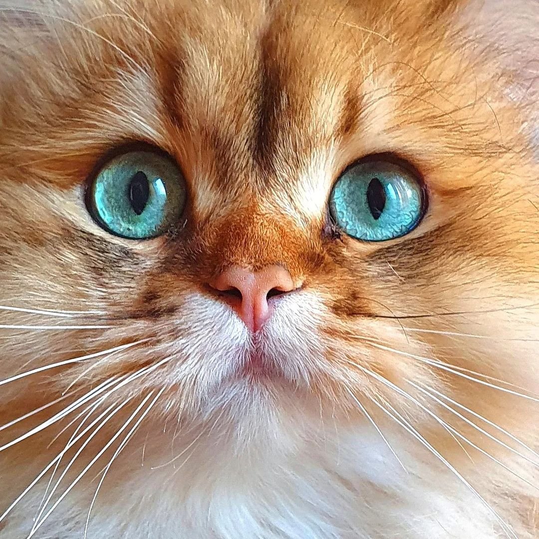 ruben_corella's tweet photo. #blue #bluemood #bluesteyes #blueeyes #ojosazules #prettykitten #kitten #CatsAreFamily #olhos #yeux #occhi #gat #chat #beauty #CatsOfTwitter #catsontwittter https://t.co/gmydWnN83A