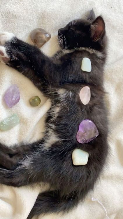 Cute Animals tweet media