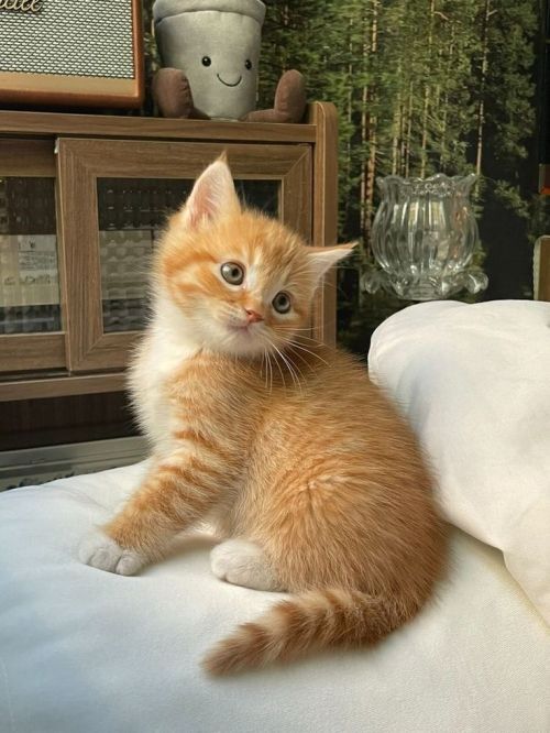 Cute Animals tweet media