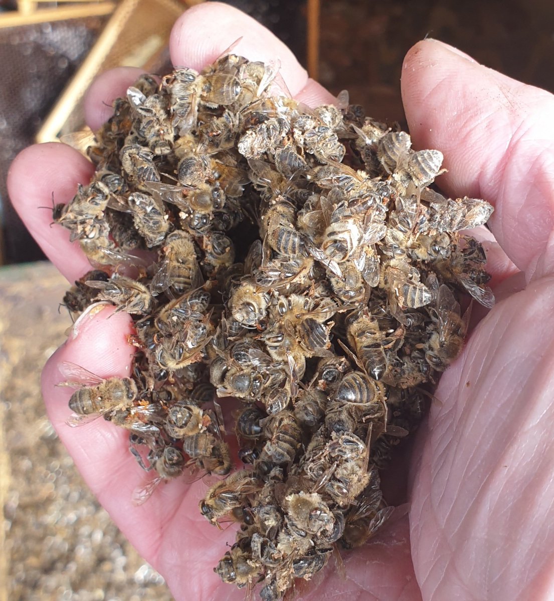 pimlemmers's tweet image. Overal vanuit het land meldingen van #bijensterfte Meldingen variëren van 40% tot  60% van  bijenvolken die de 'winter' niet hebben overleefd. Sterkte!!#varroamijt #bijen #honeybees #virus