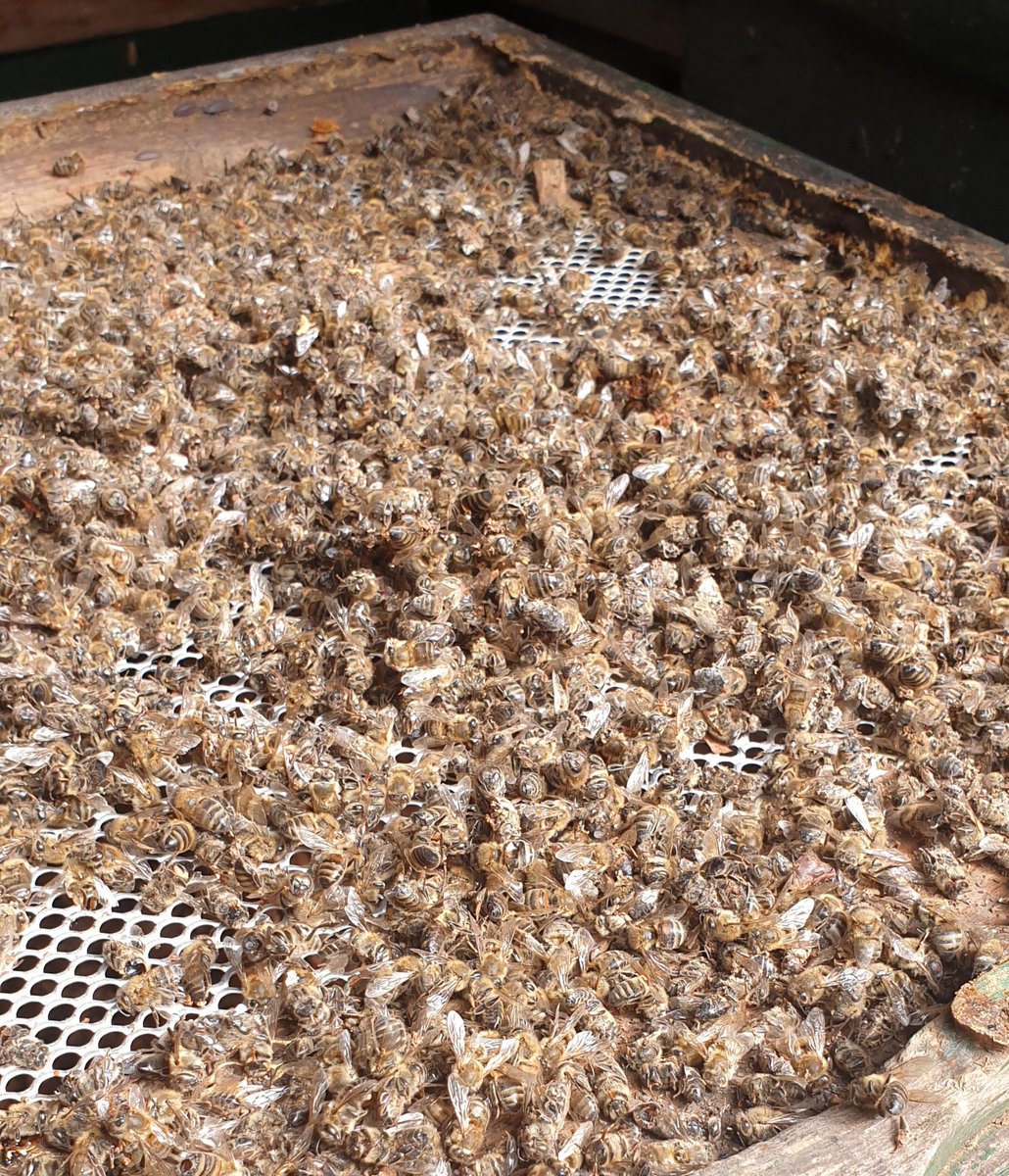 pimlemmers's tweet image. Overal vanuit het land meldingen van #bijensterfte Meldingen variëren van 40% tot  60% van  bijenvolken die de 'winter' niet hebben overleefd. Sterkte!!#varroamijt #bijen #honeybees #virus
