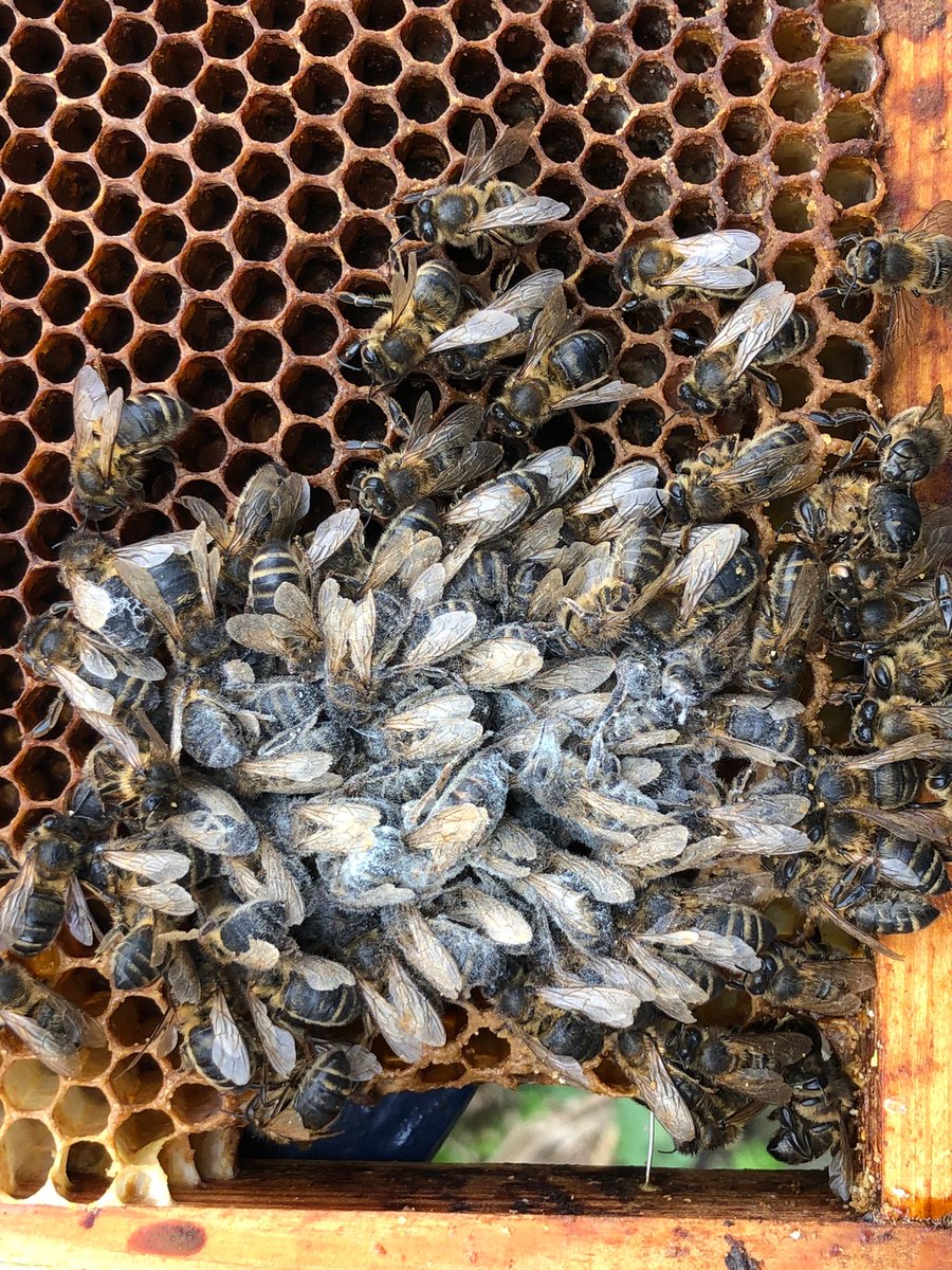 Overal vanuit het land meldingen van #bijensterfte Meldingen variëren van 40% tot  60% van  bijenvolken die de 'winter' niet hebben overleefd. Sterkte!!#varroamijt #bijen #honeybees #virus