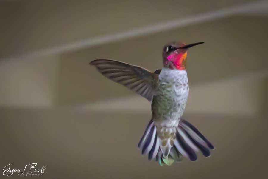eugenebrill's tweet photo. 🪶The ruby-throated hummingbird does more than just make your garden look beautiful - it plays a critical role in pollination!
📷 @thewannabenaturalist
.
#wannabenaturalist #thinkoutside #eugenebrill
.
https://t.co/Z1Mey2KtlF https://t.co/cIHJ1l2bNE