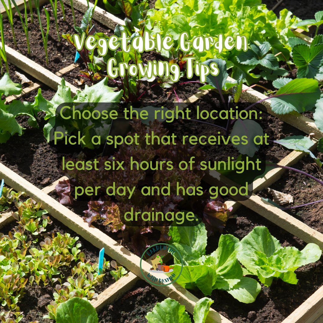 GardeningDaXman's tweet image. Vegetable Gardening Growing Tips. 🥕🌽🥒
#vegetablegardeningtips #growingtips #gardeningwithdaxman