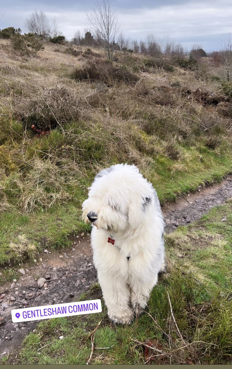 Lighter evenings means dog walks and a pint of pure gold 🍺🧡 @PurityBrewingCo