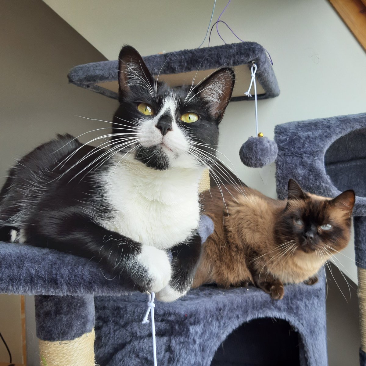 ChipiePrincesse's tweet image. Twitwi, j'aime pas faire ça, mais aujourd'hui, j'ai besoin de ton aide.
Vous me savez, j'ai accueilli Mira FELV+
Malheureusement, avant diagnostic, il y a eu un contact potentiellement contaminant avec une gamelle. Je dois donc vacciner nos 4 chats pour la leucose au plus vite 😣