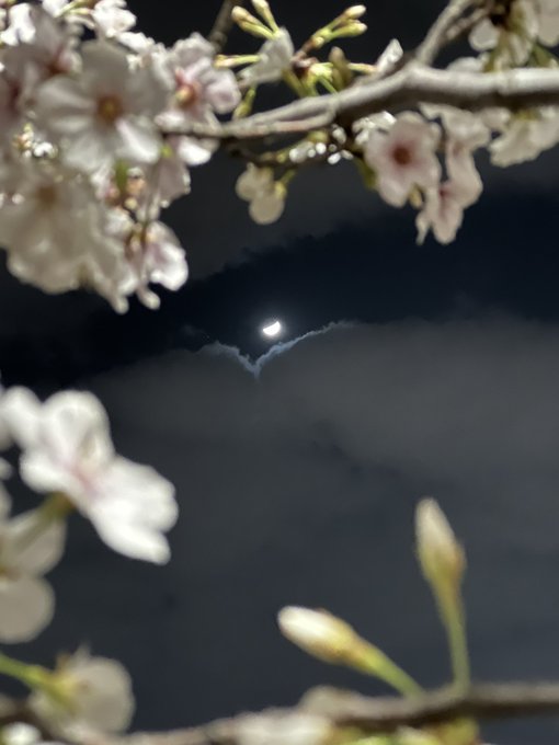 もう春ですね〜今日遊んだ帰りに桜を見かけたので撮ってみました。この写真を見るとAimerの「花の唄」(Spring ve