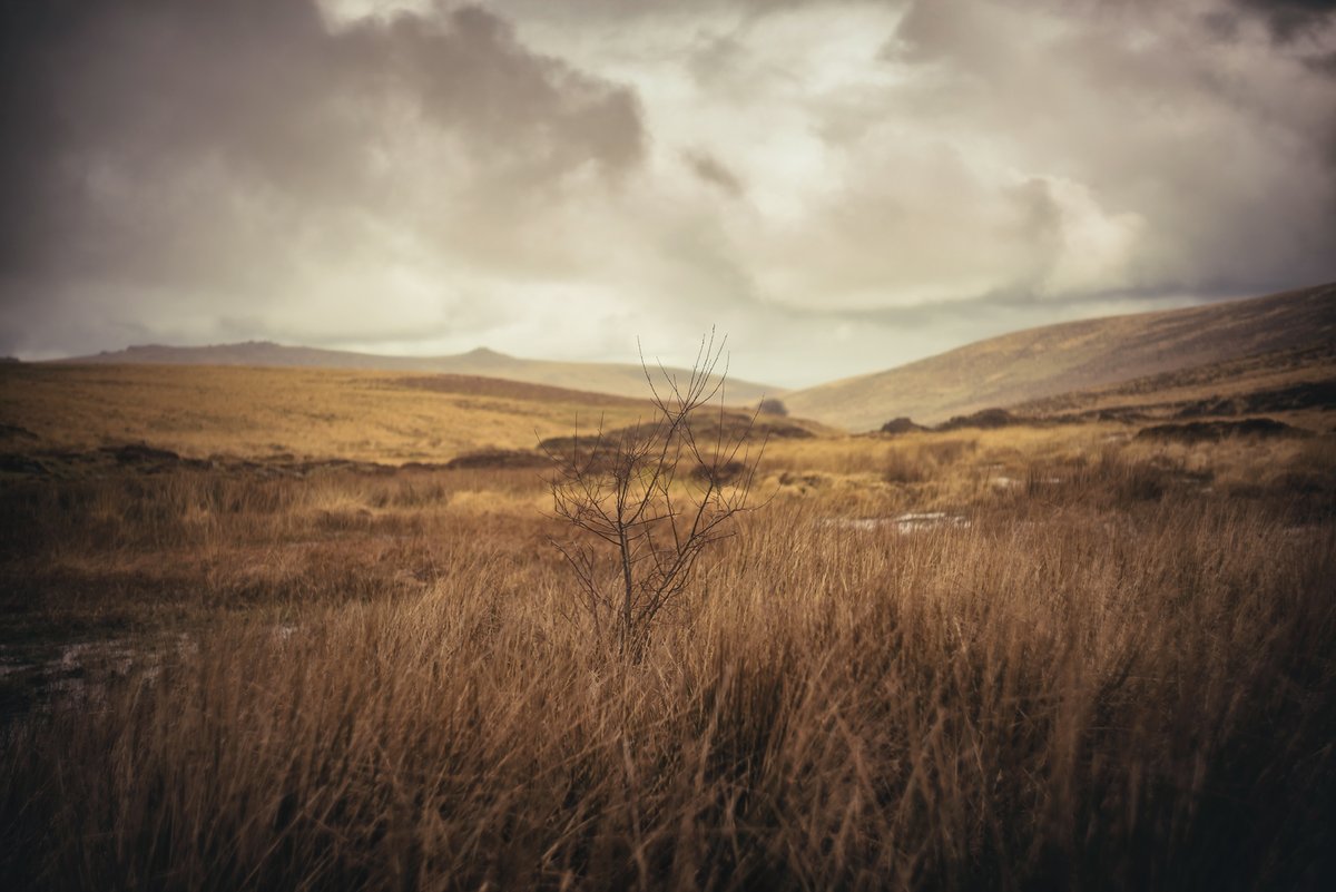GlavindStrachan's tweet photo. #WhitePits on #SmallBrook between #MetheralHill and #WhiteHill on #Dartmoor π
First visit here, very very boggy and I loved this little #willow working it's way up through the sodden ground π #Dartmoorphotography #DartmoorPhotographer https://t.co/XWdj3UNPL7