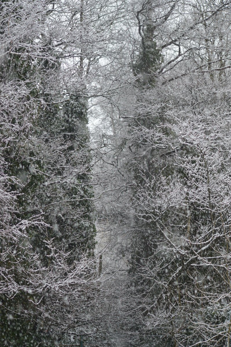 Dyslogix's tweet photo. #photography #clouds #Amateur #DSLR #Nofilter #sky #noob #Itsfunthough #Narnia entrance #Snow #Snowfall #Tree I do love the snow though https://t.co/QwHgKJLVzY