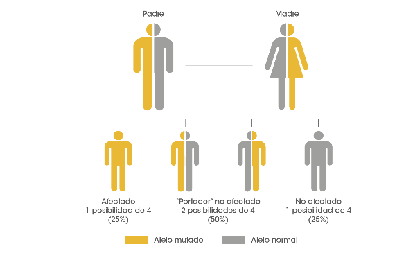 RarasReales's tweet photo. La #EnfermedadDePompe es "heredada". Por eso, aunque se considera como rara en la población mundial, familiarescercanos de la persona con #Pompe tienen una probabilidad mucho mayor de padecerla. 

¿Quieres saber más sobre la conexión familiar de Pompe?
👉https://t.co/iPXzhLxRtM https://t.co/C8acNMtMli