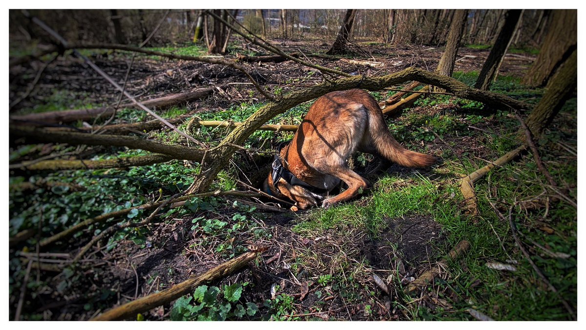 When they say that God invented #maligator because even the top #dogs need a hero they forget to mention the fact that #malinois do everything with style. Even alerting on a target #cadaver #detection #k9