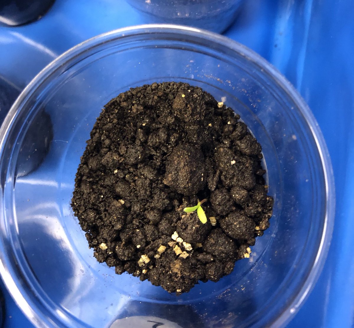 My109Sunshine's tweet image. Look 👀 ⁦@PDSD_Pennell⁩ #Spring #ScienceLesson