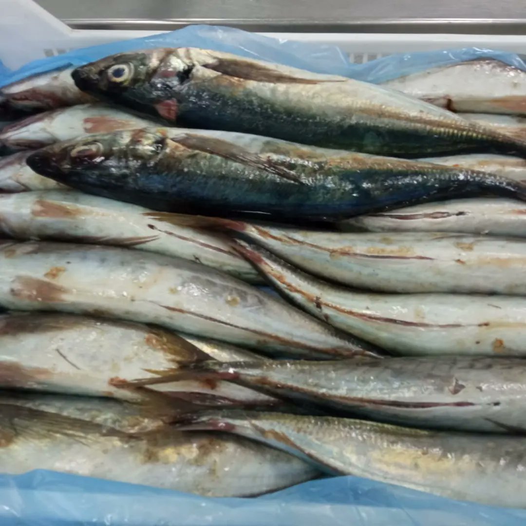 HSITCSales's tweet photo. Whole Frozen #Jurel 🐟 #fish from #Chile . Size 500 grs. Sale FOB $1400 MT  CFR$1700 MT. Payment TT 30%/70%.
 MOQ 3 Containers of 40ft. 
Contact to me by whatsapp 
👇🏻👇🏻👇🏻👇🏻😲
https://t.co/srqHSvBGfj

#Curazao #china #brasil #usa #africa #export #seafood https://t.co/yk9CZeRAb5