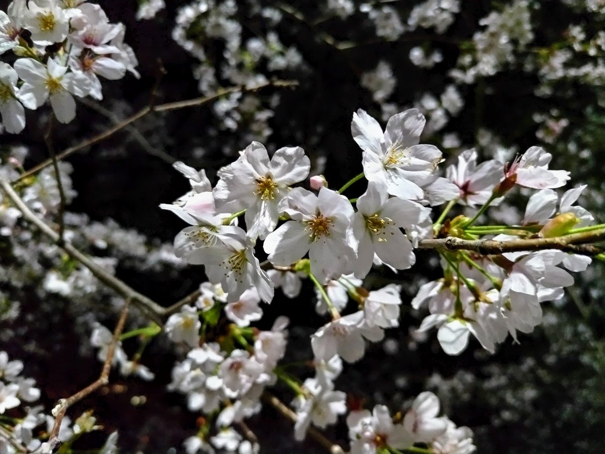 ikustukas's tweet photo. 骨折のリハビリに行っている病院の近くの公園で夜花見しました🌸
日中、なかなか外に出られなくて旦那氏が帰ってきたタイミングで病院とともに連れて行ってもらいました。
散る前にソメイヨシノを日中見に行きたいけど、とりあえずは見られて良かった(*´꒳`*)✨ https://t.co/FxhhzZhSiJ