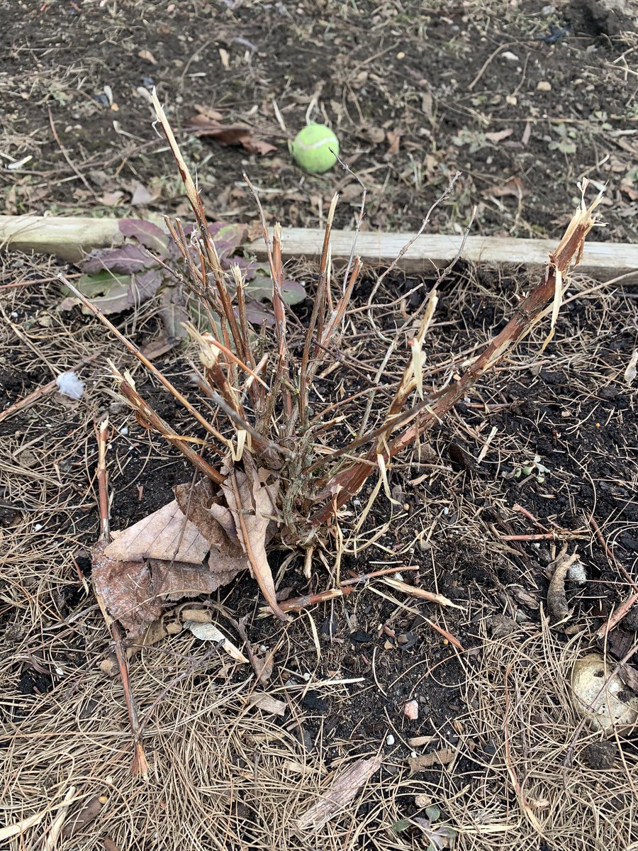 CSHorrorFactory's tweet image. This is real horror!  Snow is leaving and I went out to check my berries…I planted this honeyberry last year…oh the humanity!!!!