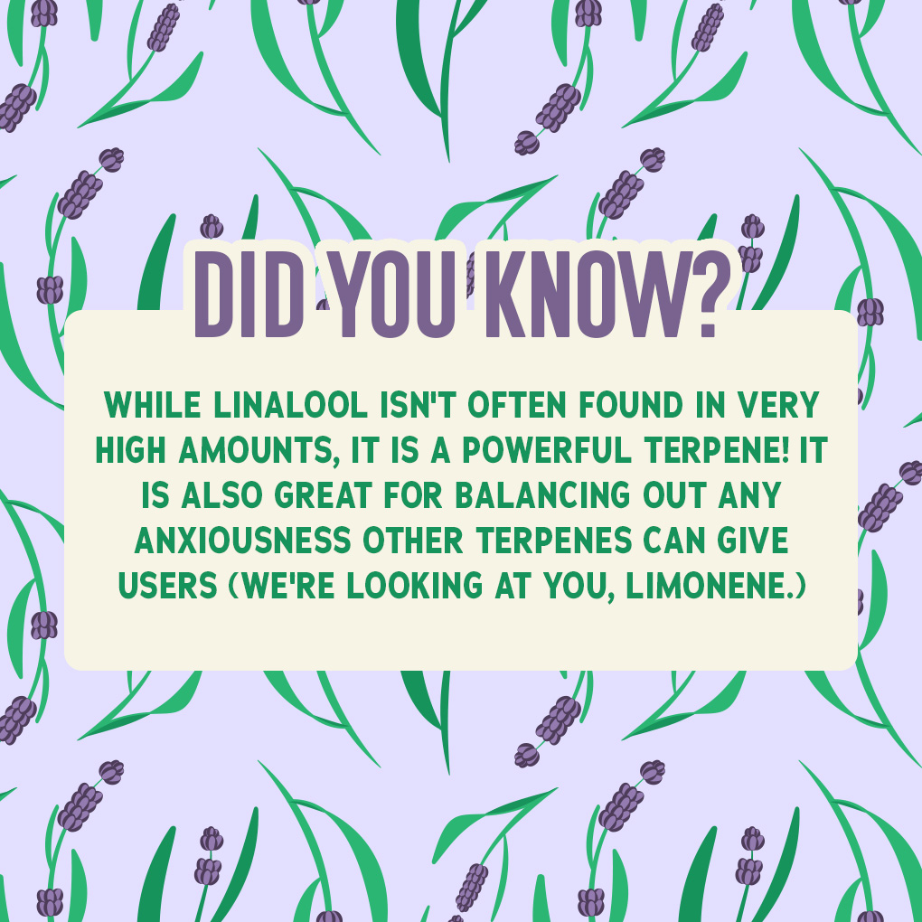 insaforreallife's tweet photo. Happy #TerpeneTuesday! Today, we're shining a spotlight on the sweet and relaxing Linalool.

 Drop a comment below and let us know how you use this terpene in your daily wellness routine. ⬇️🍃

#insaflorida #terpenetuesday #linalool https://t.co/r9etgpe8D7