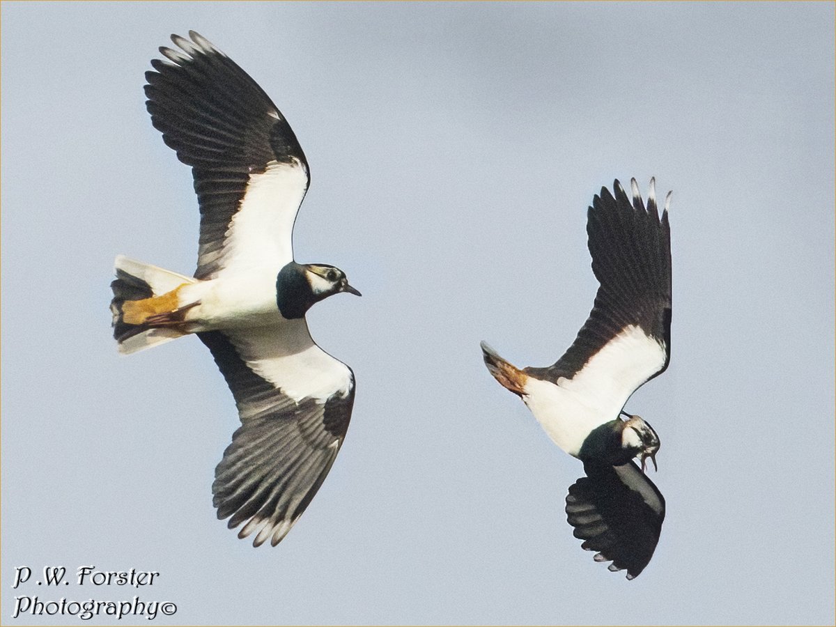 paul230156's tweet photo. Lapwings displaying commondale Yesterday 
@teesbirds1 @WhitbyNats @WildlifeMag @Natures_Voice @wildlife @ynuorg @clevelandbirds @teeswildlife @TeesCoast @DurhamBirdClub @TeesmouthNNR @RSPBSaltholme @YWT_North @YorksWildlife @NTBirdClub #7dM11 https://t.co/HZaQtdJHPL