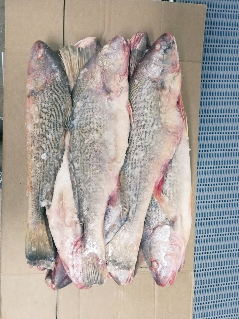 HSITCSales's tweet photo. Whole Yellow #Croaker frozen #fish
Origin #Argentina #Uruguay 
Size 500grs-1000grs
#FOB $1950 per MT 
#cfr  $2250 per MT 
MOQ 3FCL 40ft
Payment Terms 
TT 30%/70%
Contact to me by whatsapp 👇🏻👇🏻👇🏻
https://t.co/srqHSvBGfj
#curaçao #brasil #china #africa #usa #europe https://t.co/wfPwimi5uk