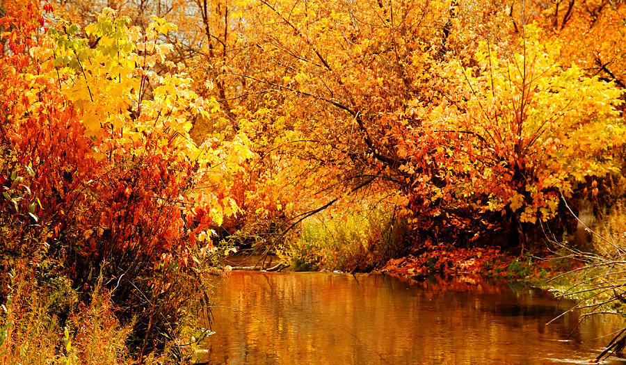 Deer Creek Autumn. Wasatch Mountains, Utah
Order yours today 👉 tinyurl.com/4phfjsy9
#Autumn #Fallcolors #BuyIntoArt #Wallart #Interiordesigners #Deercreek #Wasatch #Wasatchmountains #Supportsmallbusiness #Autumnleaves #warmtones #Mancave #mancaveideas