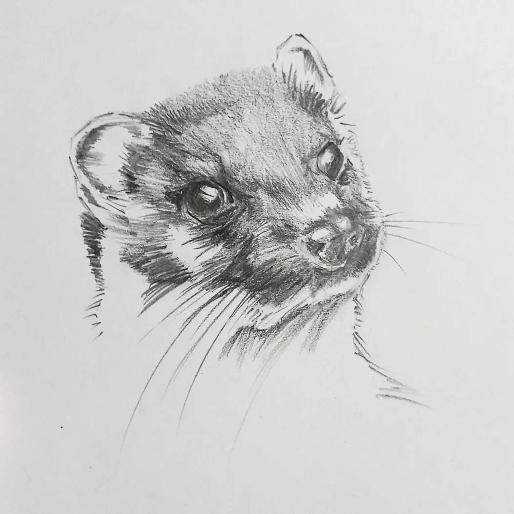 Stoat Study. Pencil on recycled paper. I'm not stoatally happy with this one because I think the eyes should be placed more towards the nose. I like it as a drawing though. #pencildrawing #pencilsketch #stoat #mustelaerminea #mustelid #wildlifeillustration