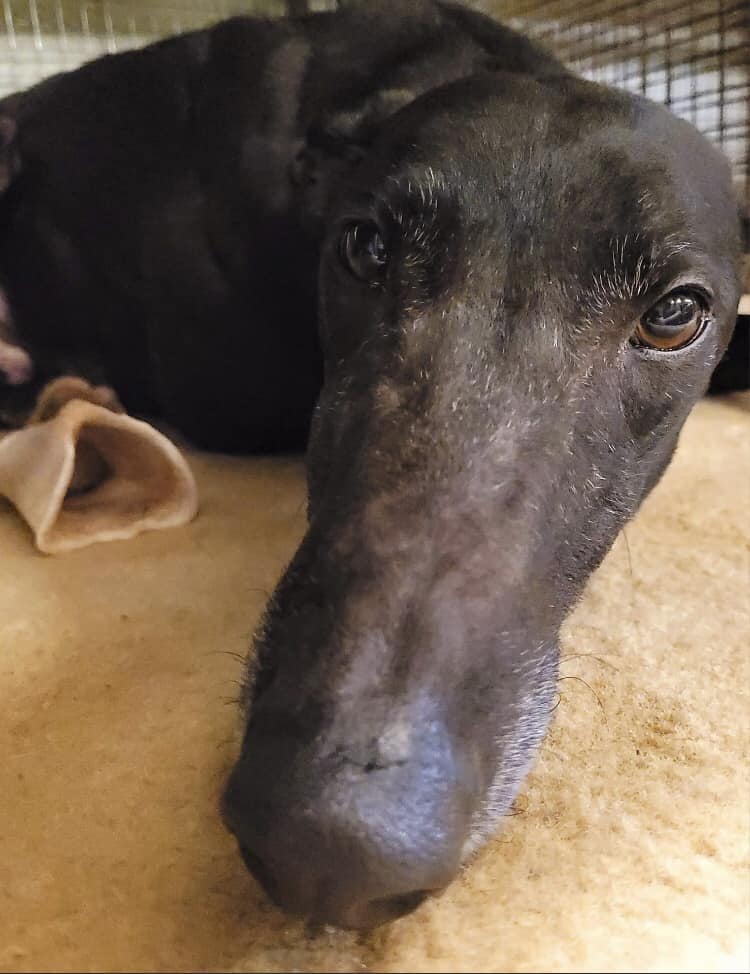RandyLBirch's tweet photo. Million dollar days of puppy love features a sweet Winning Tuesday. Magnificent Mac’s Sugar Pie Racing for a 4th Win this Season in the 4 Box of Double “A” Race 15 Tuesday night at 6 Eastern so great at Tri State from https://t.co/c1sK8aASyU, where Winning happens! https://t.co/Y58KBcKUsr