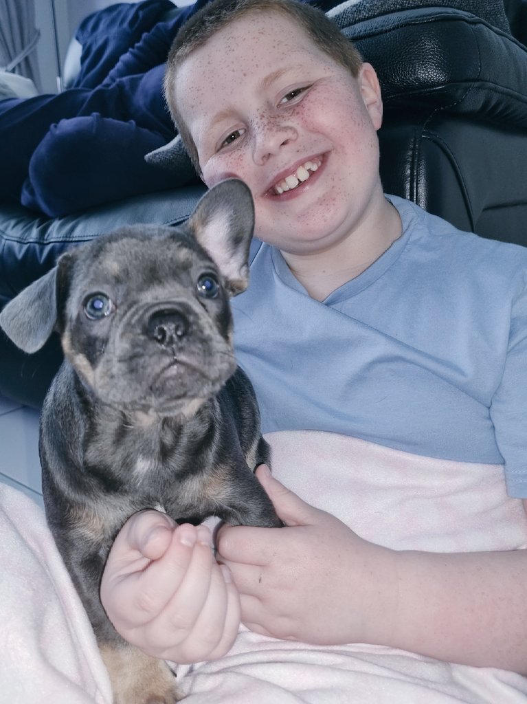 Steeley0504's tweet photo. Early birthday present from Mum & Dad, my new puppy Fleur 🐶 #fleurthefrenchie #frenchbulldog #frenchiebulldogpuppy #8weeksold https://t.co/9k9gmloQzM