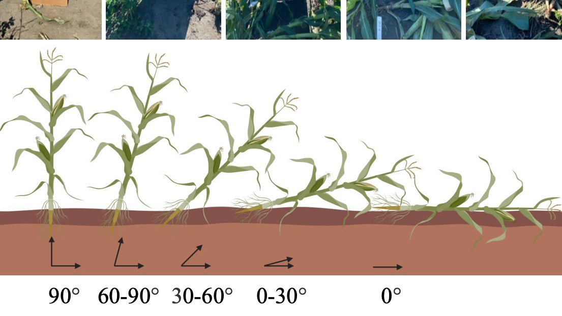 James Schnable (@szintri) on Twitter photo Unexpected outcome of the derecho that tore across Iowa and Nebraska in 2020: A chance to understand the genes governing lodging resistance in corn using GWAS and TWAS across six environments. Nice work <a href="/zhzheng92/">Zihao Zheng</a>! doi.org/10.1093/plphys… Unexpected outcome of the derecho that tore across Iowa and Nebraska in 2020: A chance to understand the genes governing lodging resistance in corn using GWAS and TWAS across six environments. Nice work <a href="/zhzheng92/">Zihao Zheng</a>! doi.org/10.1093/plphys…