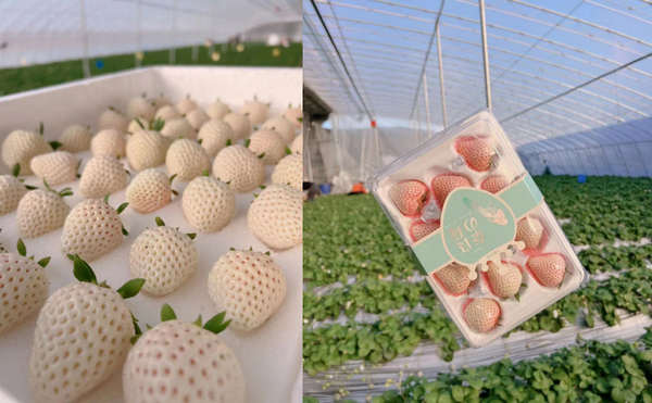 hortidaily's tweet photo. "Growing white strawberries organically leads to higher market returns"
https://t.co/l9a30RvKAN https://t.co/wKxBc5mAdE