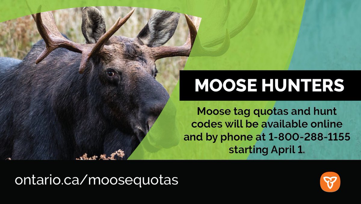 FishWildlifeON's tweet image. Moose tag quotas and hunt codes will be available soon!

Learn more at ontario.ca/moosequotas

#hunting #moosehunting #moosequotas #moose #huntingnews #huntinontario #biggamehunting