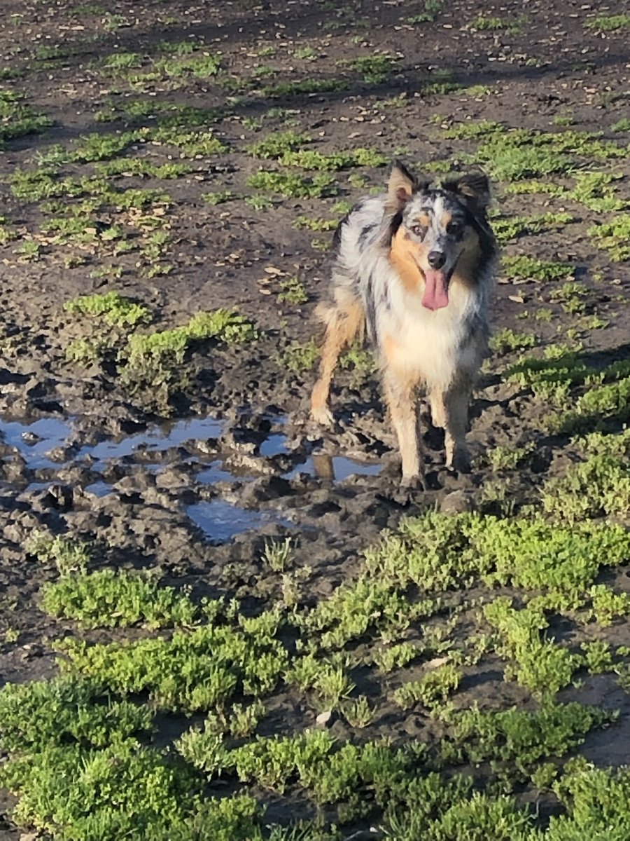 Just_Ask_Paul's tweet photo. Guess who had to get a bath this morning, because she thought it would be funny to play in the mud at the dog park?? 🤣🙄😲🐶🛀⚾
.
.
.
#aussies #australianshepherd #shelikeswater #andmud #playingcatch #muddydogchallenge #mudfun #dogpark #aldergatedogpark #dogbath #bathtime https://t.co/ARHYY85ByN