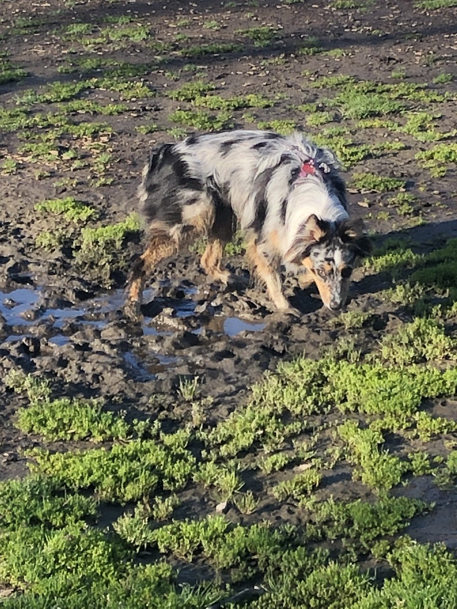 Just_Ask_Paul's tweet photo. Guess who had to get a bath this morning, because she thought it would be funny to play in the mud at the dog park?? 🤣🙄😲🐶🛀⚾
.
.
.
#aussies #australianshepherd #shelikeswater #andmud #playingcatch #muddydogchallenge #mudfun #dogpark #aldergatedogpark #dogbath #bathtime https://t.co/ARHYY85ByN