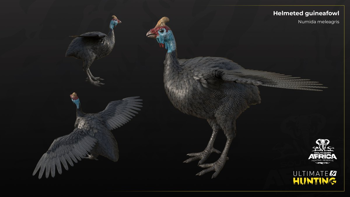 HuntingUltimate's tweet photo. Experience the thrill of the hunt with the fast and flighty Helmeted Guineafowl. 

These birds may seem like an easy target, but they're clever and can fly up to 55 km/h. 

Will you be quick enough to hunt one?

#UH #UHG #ULTIMATEHUNTING #HUNTINGGAME #HUNTINGSIM #SADC #AFRICA https://t.co/5KxoHhjPI5
