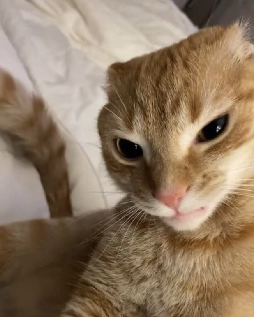 ShouldHaveCat's tweet image. 