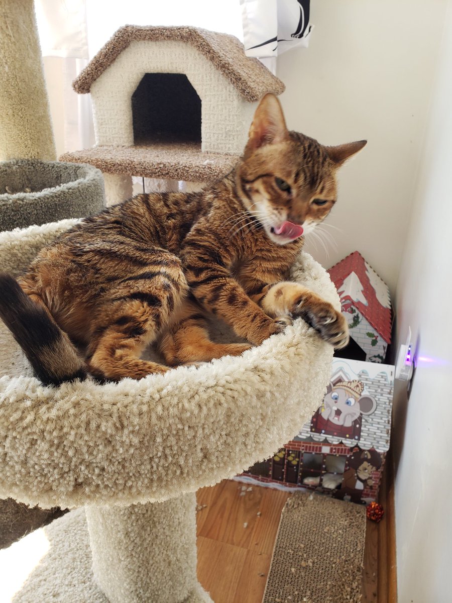 Happy #tongueouttuesday #Bengalian style. #ZSHQ #CatsOfTwitter #zsBengalBrigade #teamBengal #warrior #wild #catantics