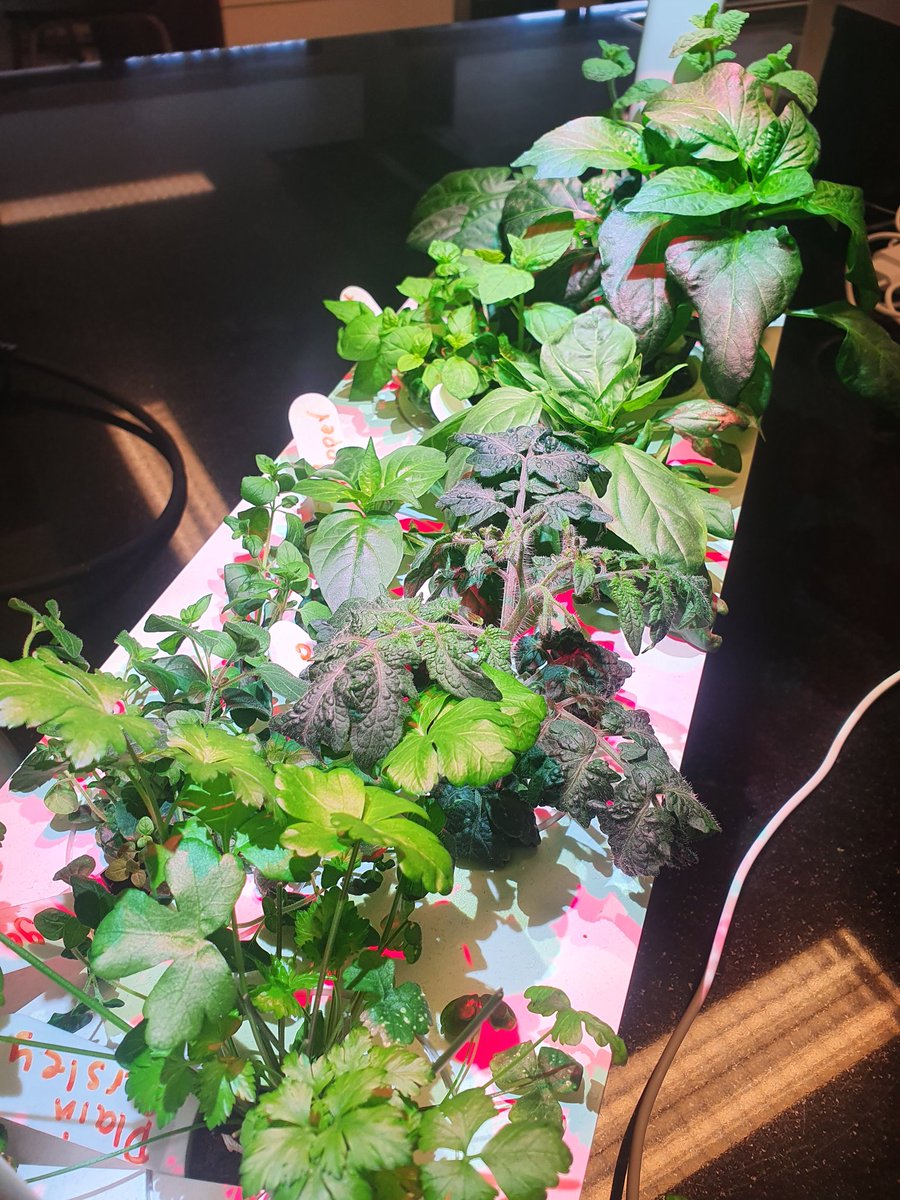 Absolutely in love with our grow station in the kitchen! Love the students reactions when they see it each lesson "they have grown so much!" "When will the tomatoes be ready?" #hydroponics #GrowingTogether #growyourown