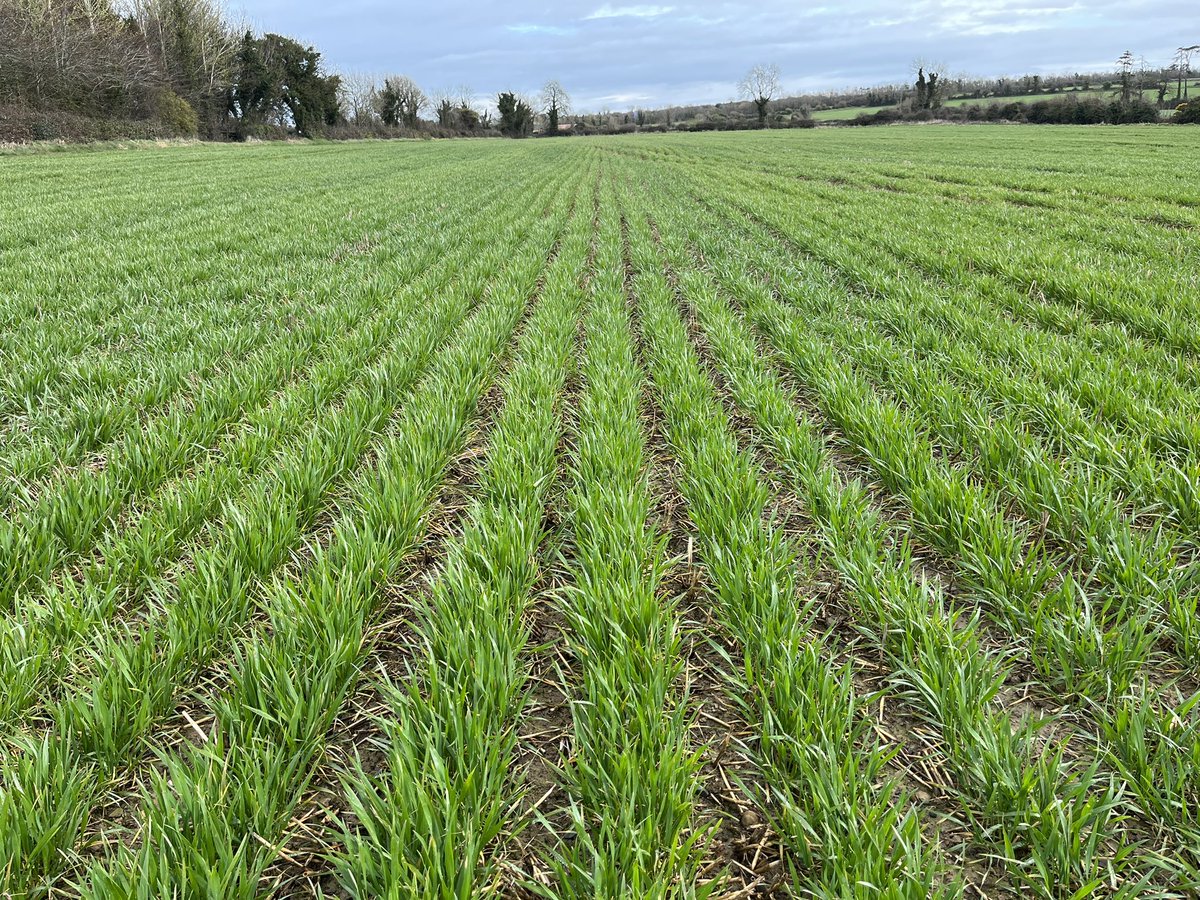 Peadar Whyte tweet media