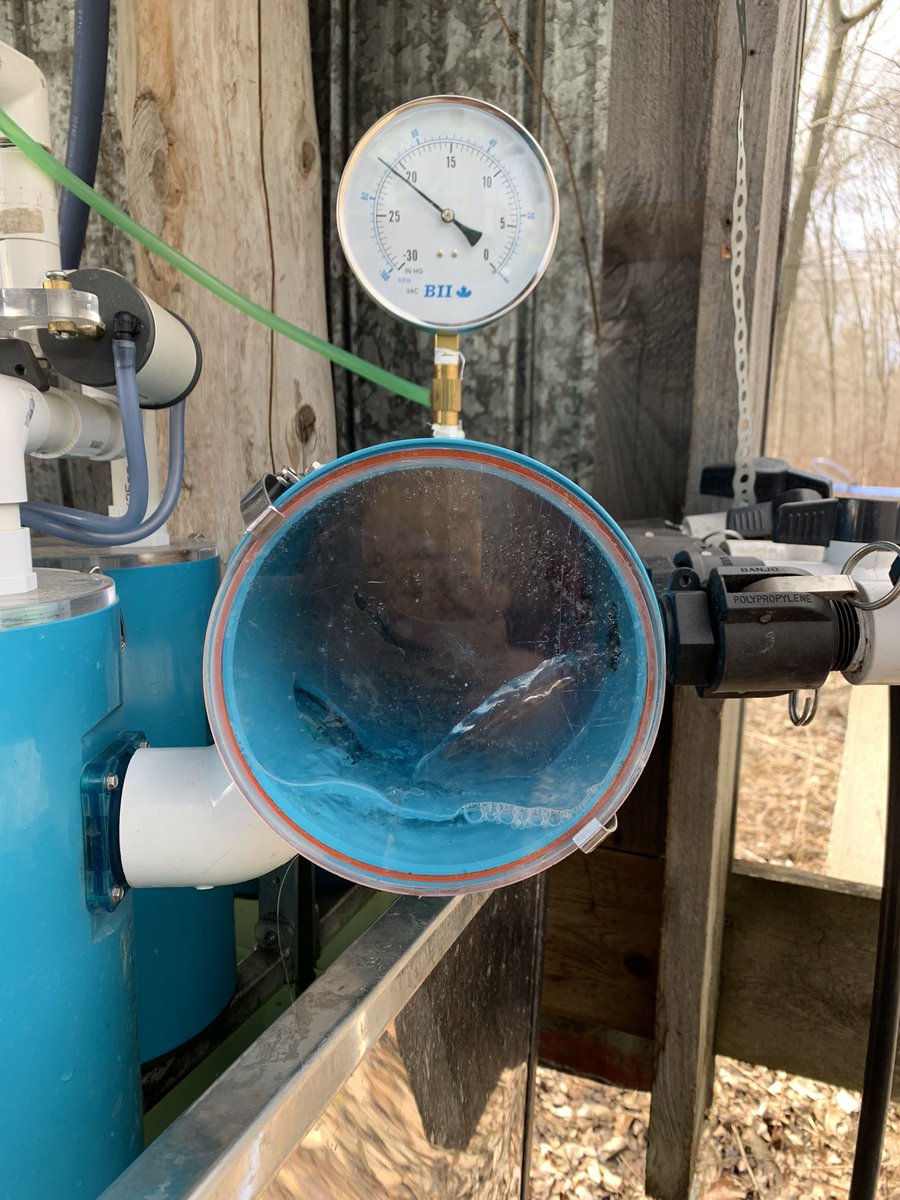 I was one of the slow guys who waited to tap, but these fresh tap holes are still pushing sap!😁