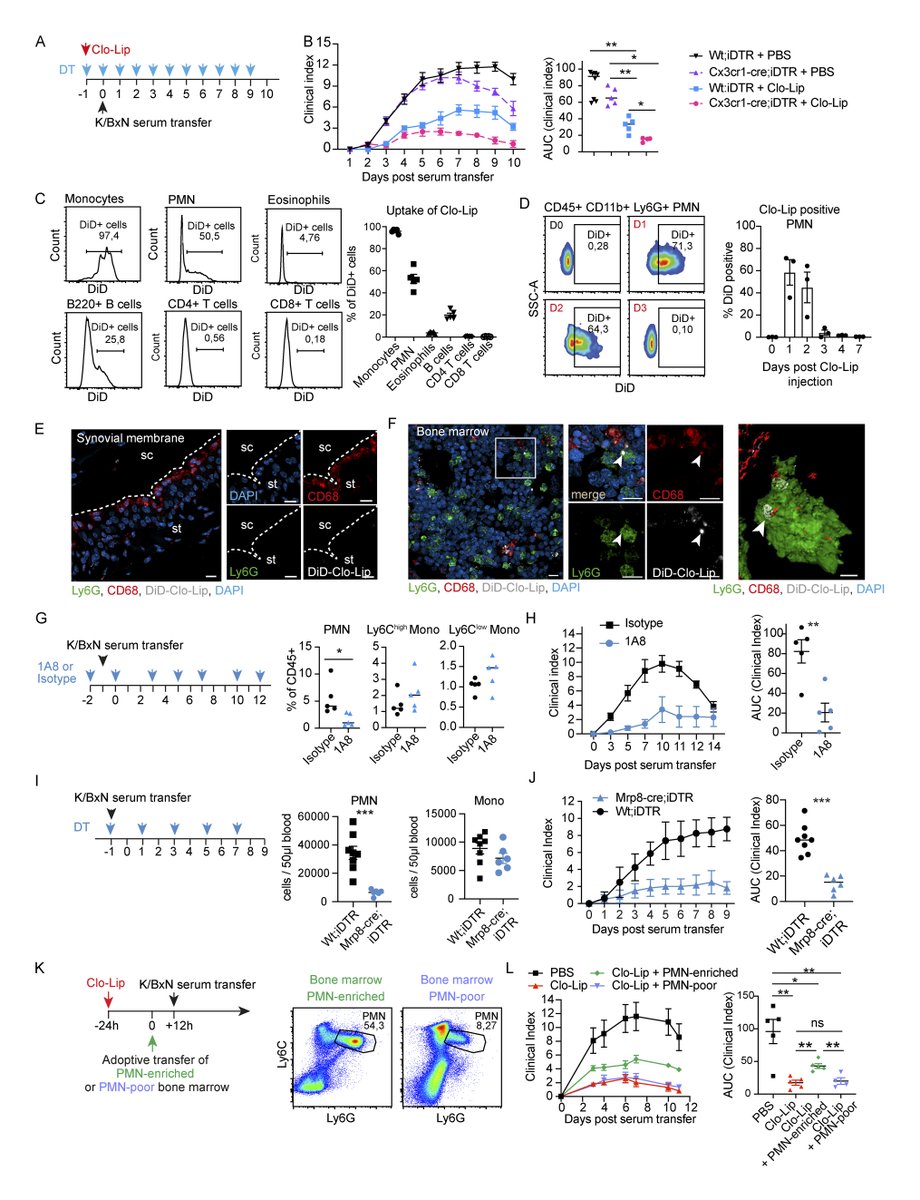 Culemann, Knab, Euler, @inflammationHL, @GerhardKronke et al @UniFAU show that the anti-inflammatory effects of clodronate liposomes do not result from the depletion of mononuclear phagocytes but from a functional stunning of polymorphonuclear #neutrophils bit.ly/3LYGiTZ