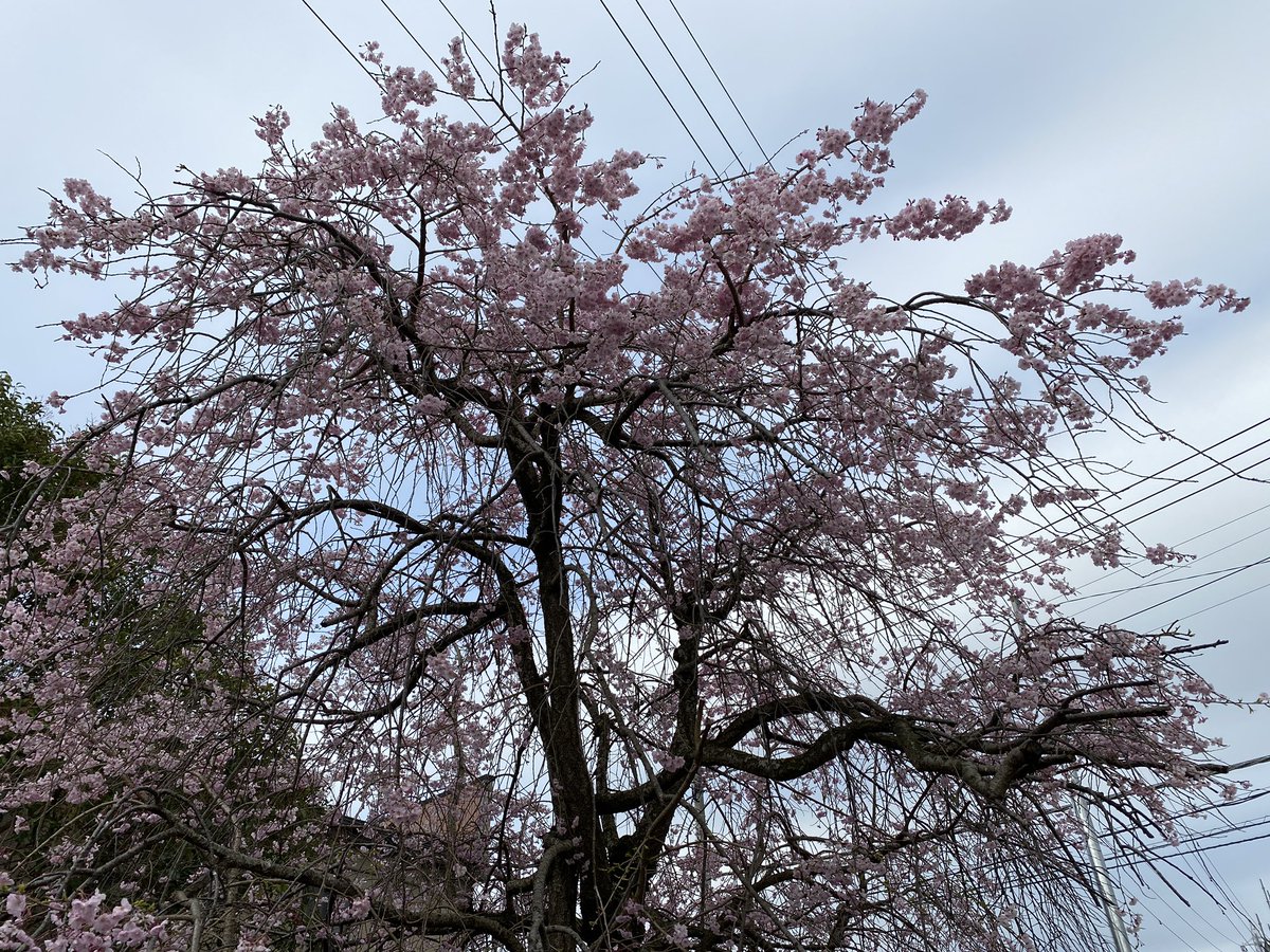 朝の一枚！

＃桜