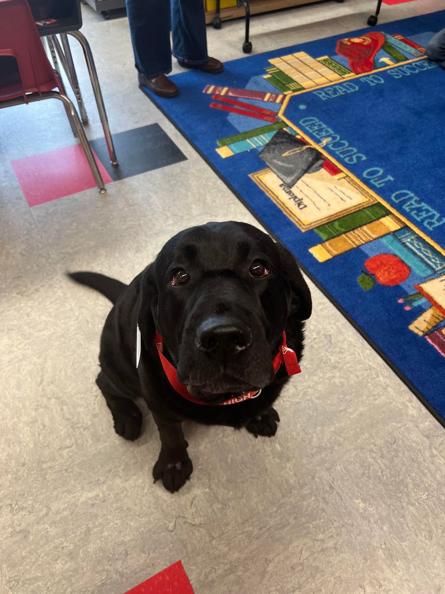 Odin was visiting classes at  Keyport Central School today!  Keyport Schools very own therapy dog!