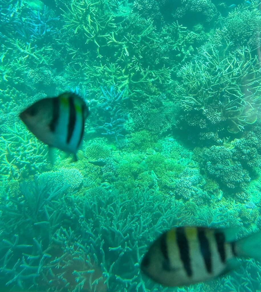The Great Barrier Reef!! Hastings Reef is set on the Outer Edge Reef, about 30 nautical miles from Cairns, Australia. The Great Barrier Reef is so expansive that it seems strange to travel so far out to sea to explore the vibrant underwater world. But, i… instagr.am/p/CqWU8wELoXj/