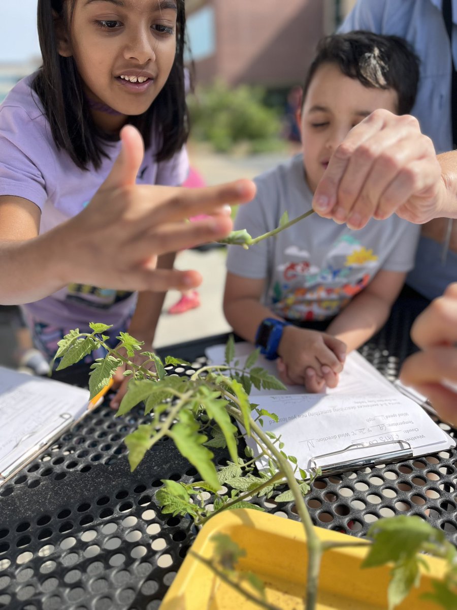 Kara Singleton (@k_singleton123) on Twitter photo Garden day was so fun! Our students enjoyed harvesting the carrots they planted, and learned about the tomato plant life cycle. #ExploreWells <a href="/CFISDWells/">Wells Elementary</a> Garden day was so fun! Our students enjoyed harvesting the carrots they planted, and learned about the tomato plant life cycle. #ExploreWells <a href="/CFISDWells/">Wells Elementary</a>