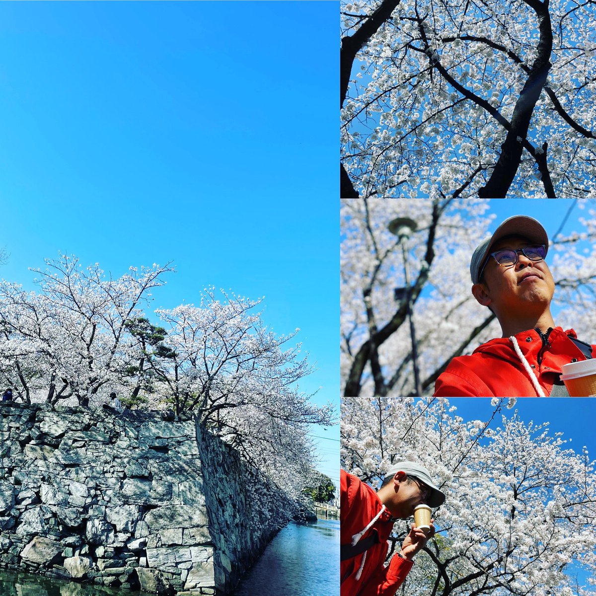 minokichi_kun's tweet photo. 見頃なんだけどなぁ… https://t.co/3tt59EJxp5