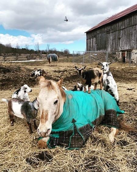 Arthur, our newest horse, enjoying(?) a session of goat yoga at the farm.