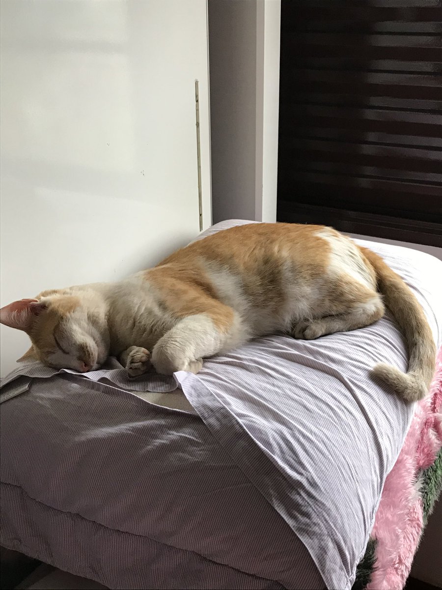 pizaiaa's tweet photo. CLASSIFIQUE O SEU PET

raça: gato de rua 

nome: paçoca 

beleza: a maior  

inteligência: 8/10

raiva: zero 

gosta de passear: ama, já sabe até abrir a porta para ir no hall e já fugiu dias para ficar na gandaia 

apelido: garfield e pequeno https://t.co/qcN0Obmlpd