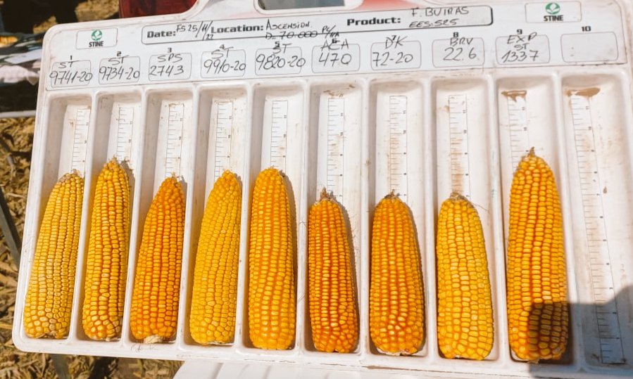 PabloRRicart's tweet photo. ECR de 🌽 con Distinta MR 110 a 125 días, diferentes 🧬 y eventos...
📌 Ascension [BA]
Y soja 1 ra con manejo de Densidad por ambientes AP, MP y BP.
👇👨‍🌾🇦🇷 https://t.co/yniGola6gy
